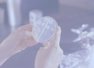 Bacterial-Sequestration-Efficacy-of-DryMax-Super